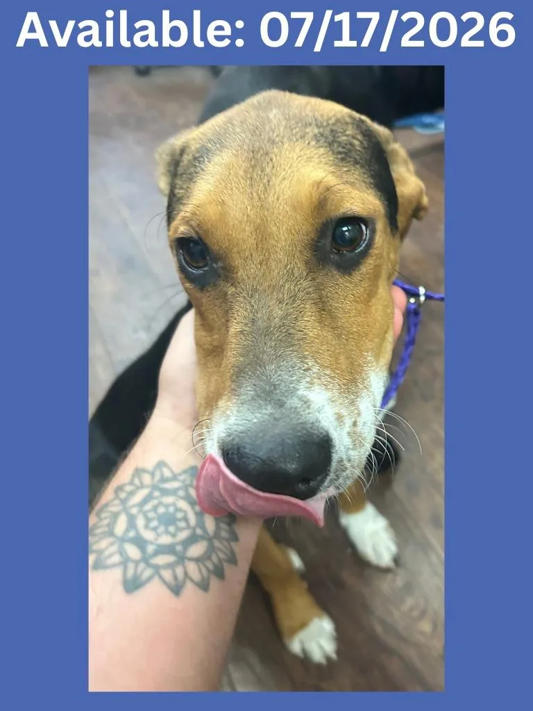 A baby medium-sized male Hound dog named Dog Kennel Ajax for adoption in Greenville, TX