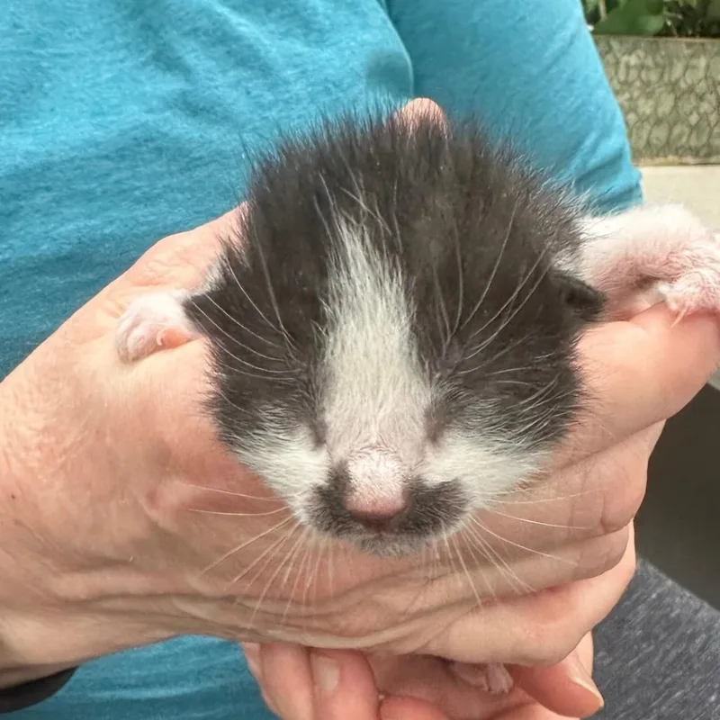 A baby small-sized male Black Domestic Short Hair cat named Prince Yoshi for adoption in Milan, IL