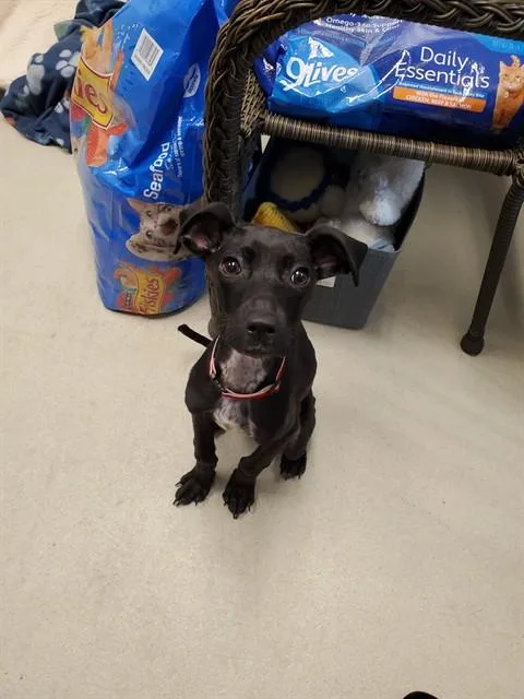 A baby small-sized male Labrador Retriever dog named Oz for adoption in Haw River, NC