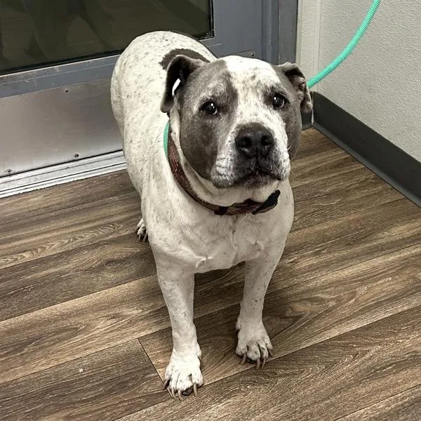 An adult large-sized female Pit Bull Terrier dog named Alice for adoption in San Diego, CA