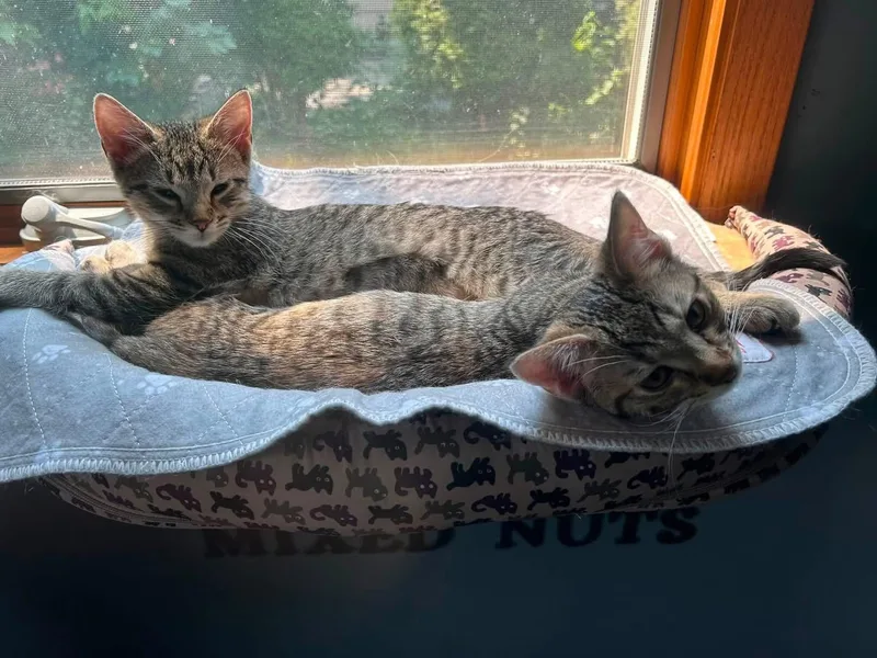 A baby medium-sized female Domestic Short Hair cat named Ivy for adoption in Detroit Lakes, MN