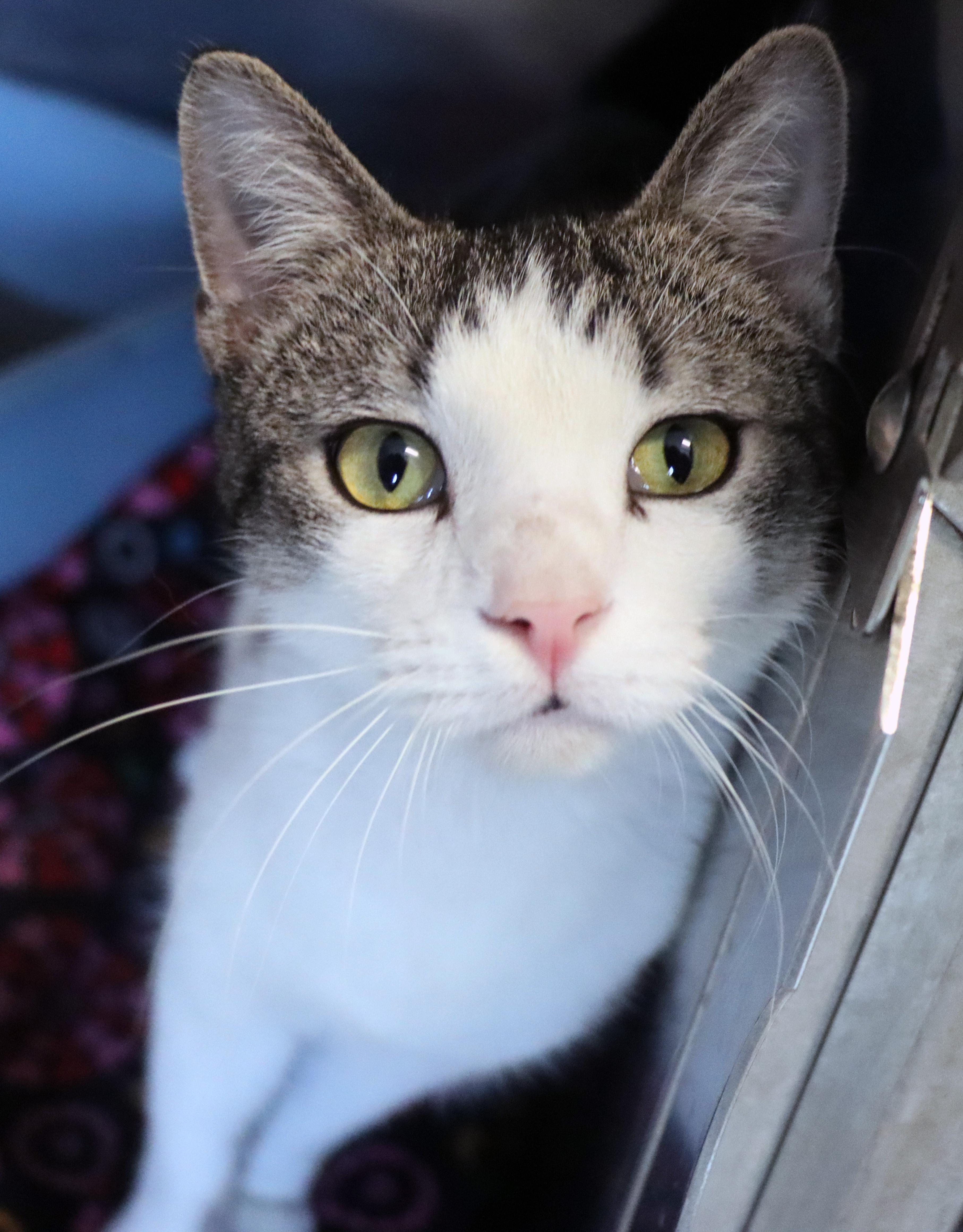 A young medium-sized male Tabby (Brown / Chocolate) Domestic Short Hair cat named Pot O Gold for adoption in House Springs, MO