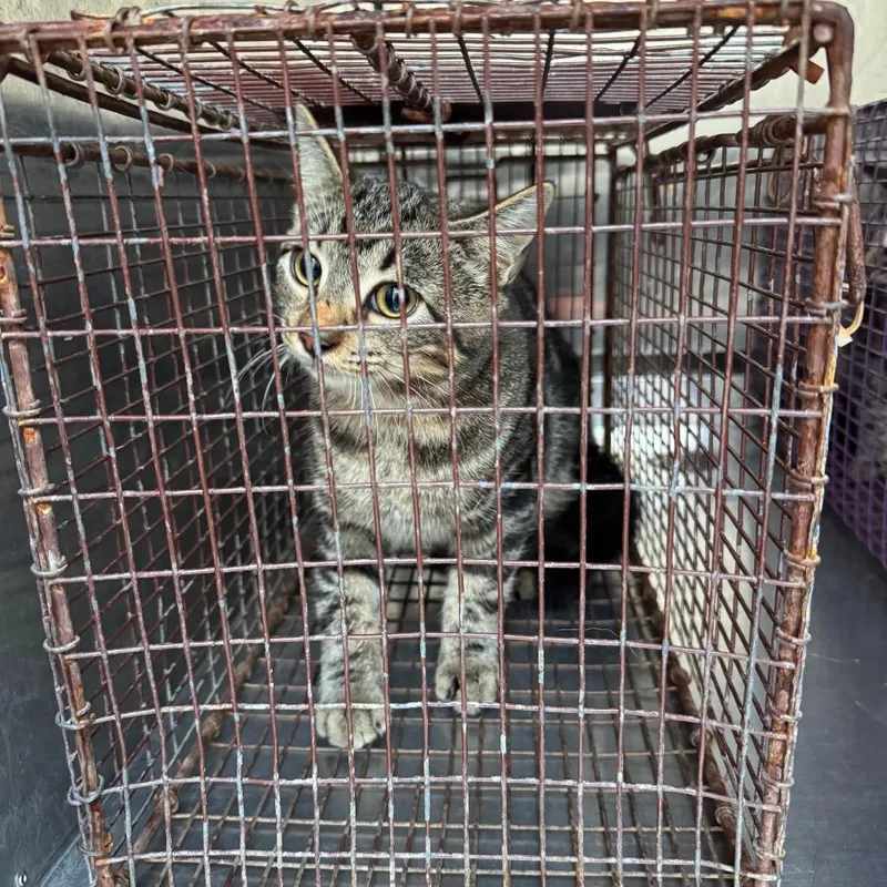 A baby medium-sized male Gray / Blue / Silver Domestic Short Hair cat named Clarence for adoption in Columbus, GA