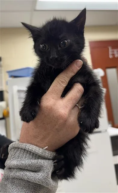 A baby small-sized female Domestic Short Hair cat named Bishop for adoption in Aliquippa, PA