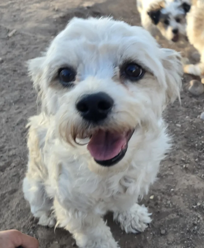 An adult small-sized female White / Cream Miniature Poodle dog named Lola  Bio Below for adoption in Peralta, NM