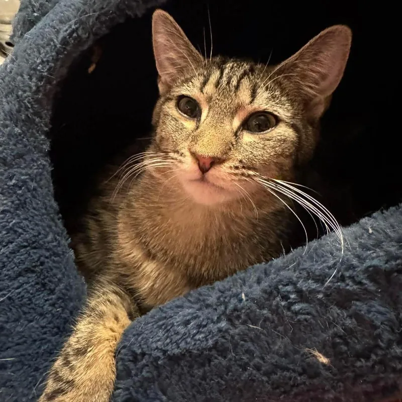 A young small-sized male Brown / Chocolate Domestic Short Hair cat named Cheese for adoption in Johnstown, PA