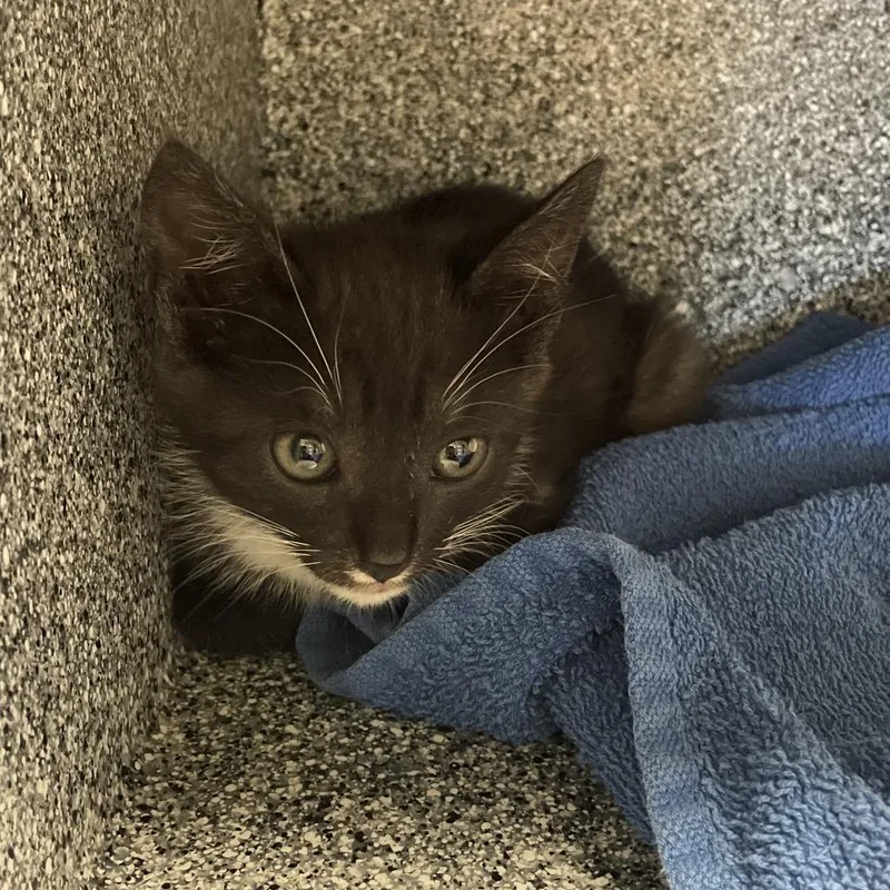 A baby small-sized male Smoke Domestic Short Hair cat named Minnow for adoption in Pasadena, CA