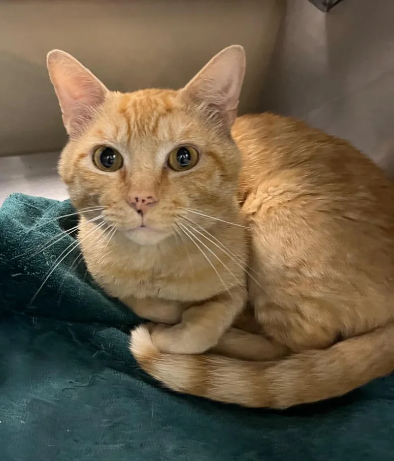 A young medium-sized male Domestic Short Hair cat named Garfield Meathead for adoption in Little Rock, AR
