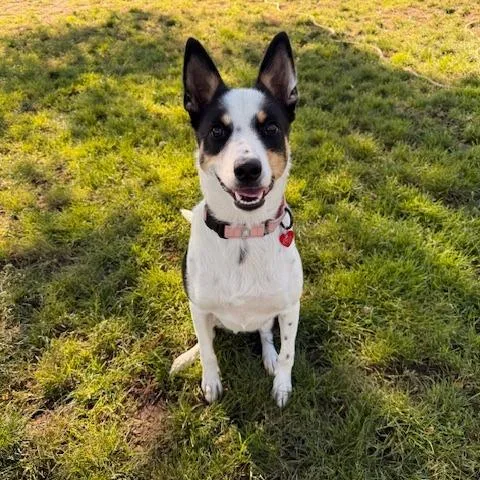 An adult medium-sized male White / Cream Mixed Breed dog named Wrangler for adoption in Medford, OR