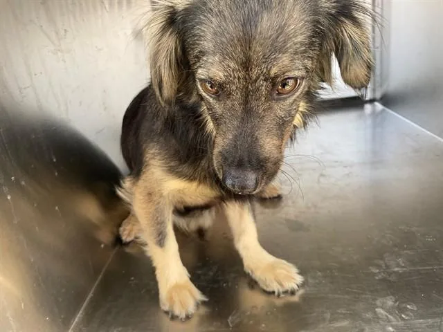 An adult small-sized male Australian Shepherd dog named Leo for adoption in Garland, TX