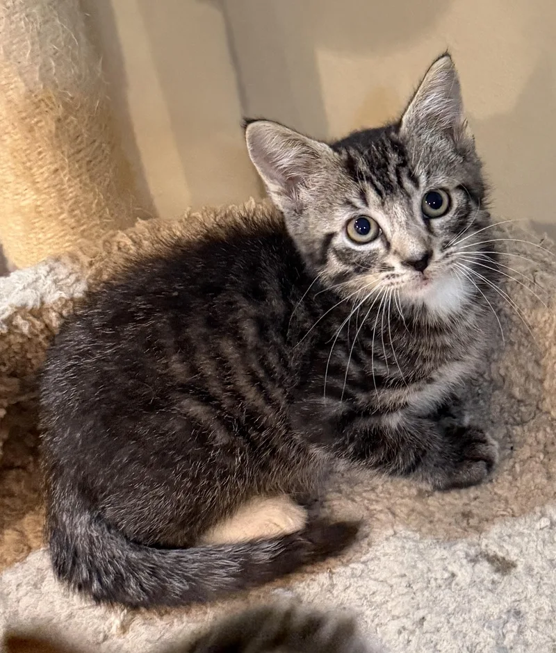A baby medium-sized male Tabby (Brown / Chocolate) Domestic Short Hair cat named Connor for adoption in East Hanover, NJ
