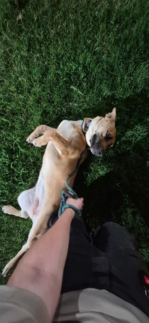 A young medium-sized female Shepherd dog named Pen  Slinky for adoption in Lawrenceville, GA