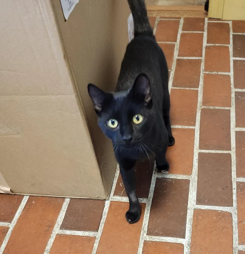 An adult medium-sized female Black Domestic Short Hair cat named Nancy for adoption in East Greenville, PA
