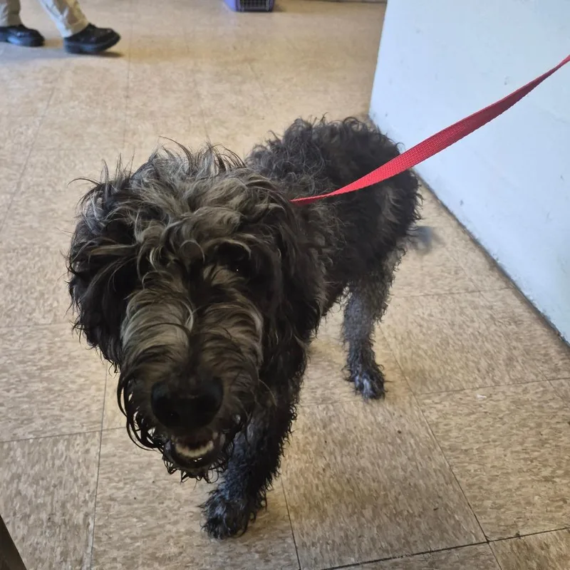 A young medium-sized male Black Poodle dog named Sammy for adoption in Birmingham, AL