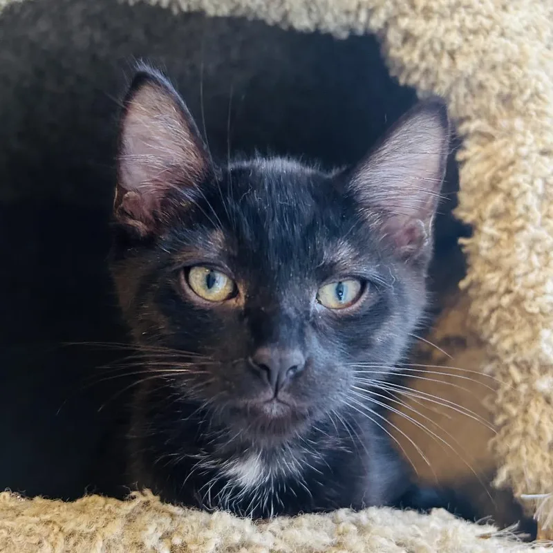 A young medium-sized male Black Domestic Short Hair cat named Sesame for adoption in San Diego, CA
