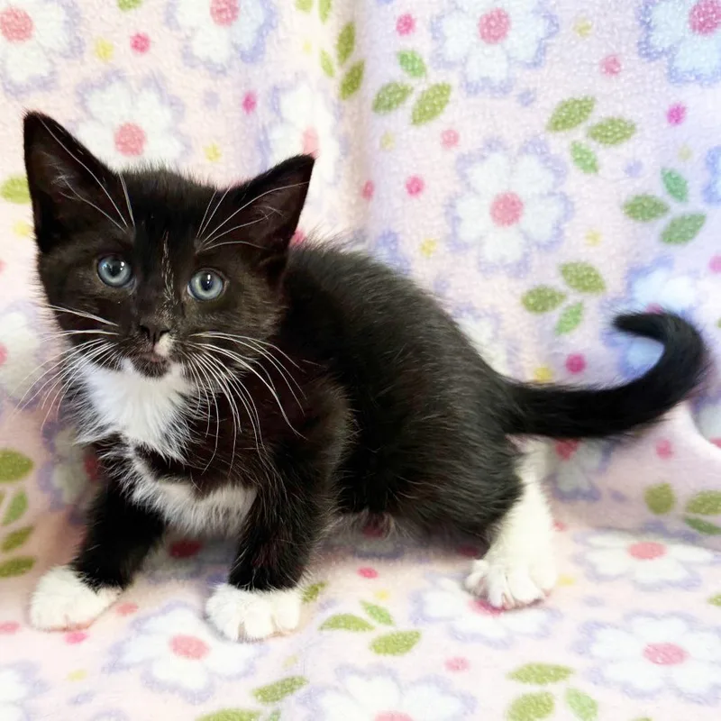A baby small-sized male Black Domestic Short Hair cat named Sweet William for adoption in Mount Juliet, TN