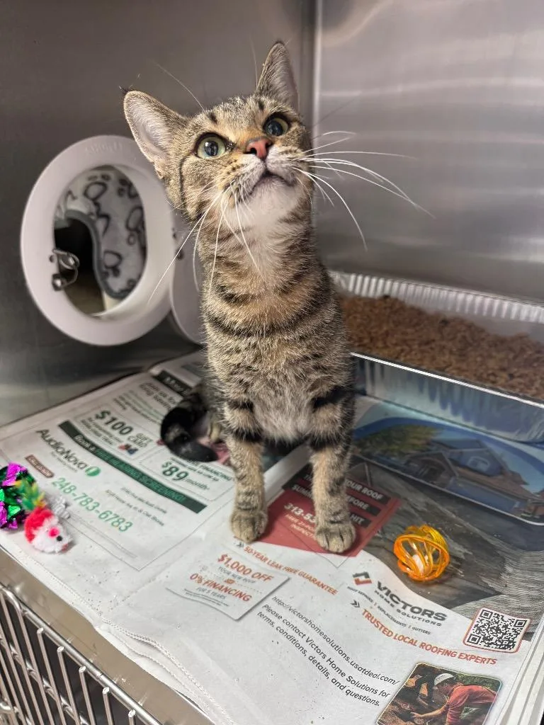 An adult medium-sized female Domestic Short Hair cat named Ms. Perkins for adoption in Detroit, MI