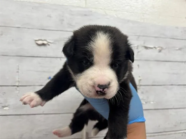 A baby small-sized male Australian Cattle Dog / Blue Heeler dog named A for adoption in San Bernardino, CA