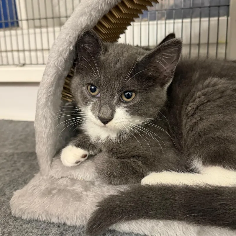 A baby small-sized female Gray / Blue / Silver Domestic Medium Hair cat named Jinxy for adoption in Hampton Bays, NY
