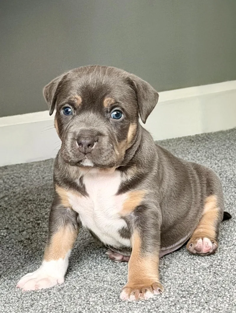 A baby medium-sized male Brown / Chocolate Terrier dog named Lenny for adoption in Birmingham, MI