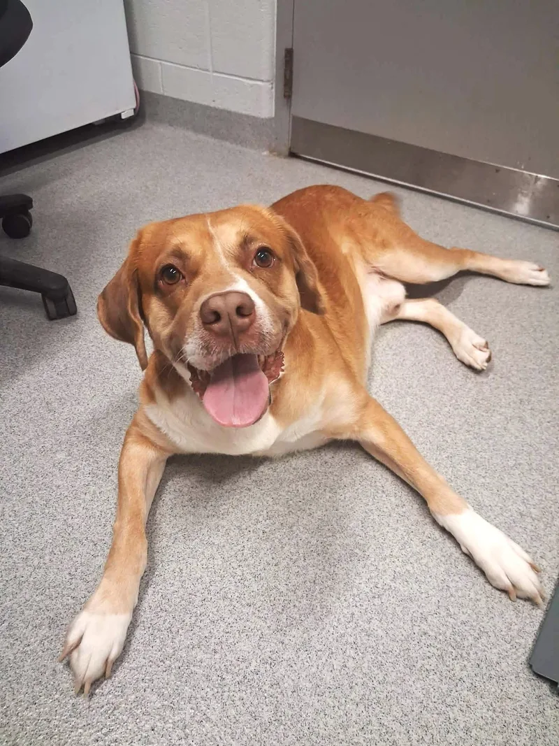 An adult medium-sized male Mixed Breed dog named Sloan for adoption in Moundsville, WV