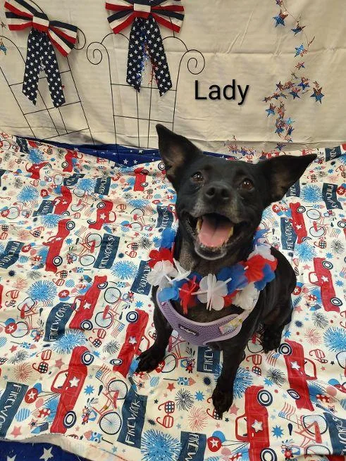 An adult medium-sized female Black Labrador Retriever dog named Lady Hope for adoption in Cape May Court House, NJ