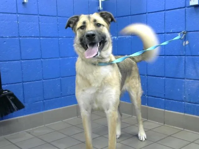 A young medium-sized female German Shepherd Dog dog named Whiskey for adoption in Albuquerque, NM