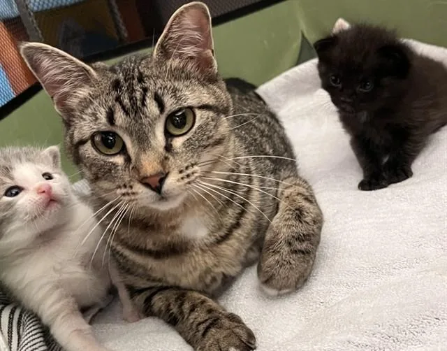 A young medium-sized female Domestic Short Hair cat named Beanie for adoption in Ames, IA