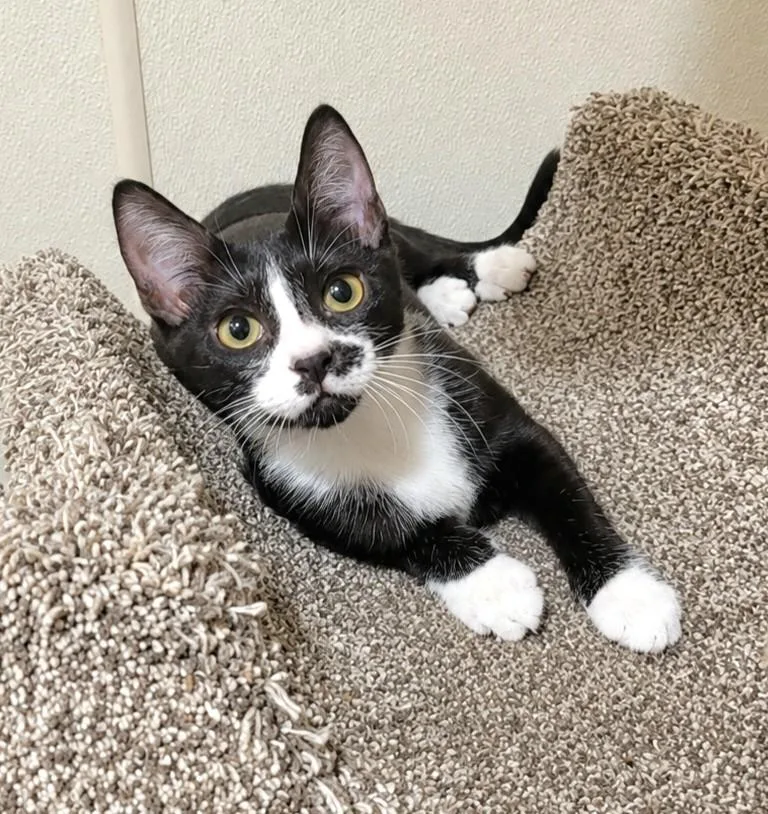A young medium-sized female Black & White / Tuxedo Domestic Short Hair cat named Peanut for adoption in Lodi, CA