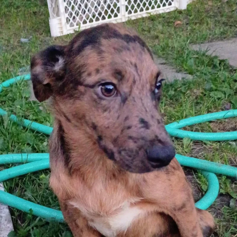 A baby medium-sized male Yellow / Tan / Blond / Fawn Vizsla dog named Murphy for adoption in Lima, OH