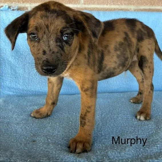 Murphy thumbnail 2