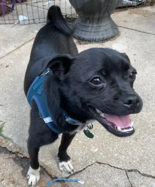 A young small-sized female Black Pug dog named Pebbles for adoption in Memphis, TN