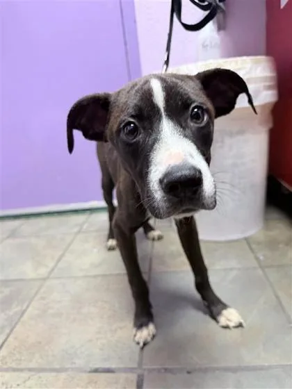 A baby medium-sized male Black American Staffordshire Terrier dog named 61586375 for adoption in El Paso, TX