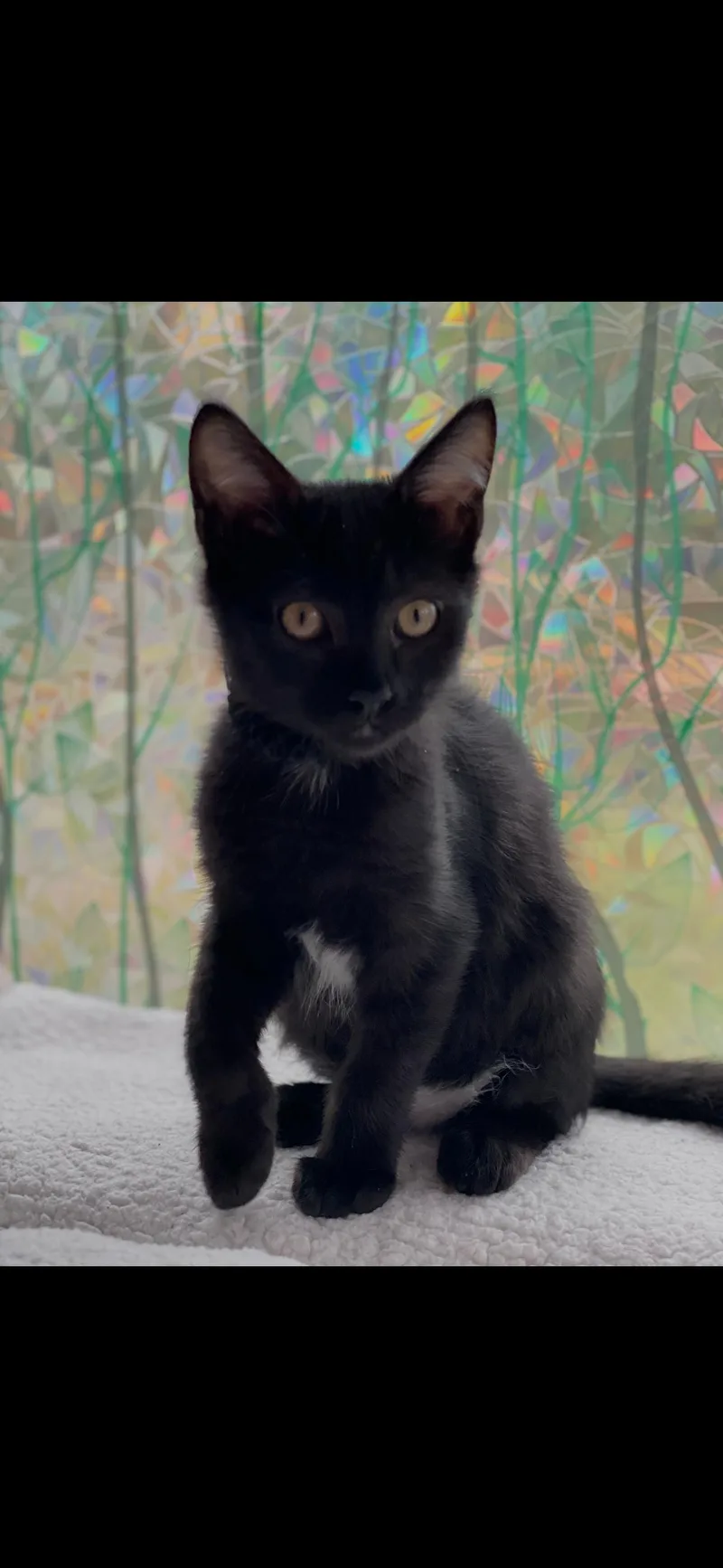A baby medium-sized male Black Domestic Short Hair cat named Midnight Sage for adoption in Missoula, MT