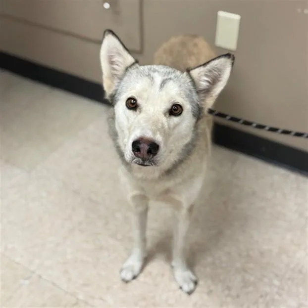 A young medium-sized female Siberian Husky dog named Lunaria for adoption in Conroe, TX