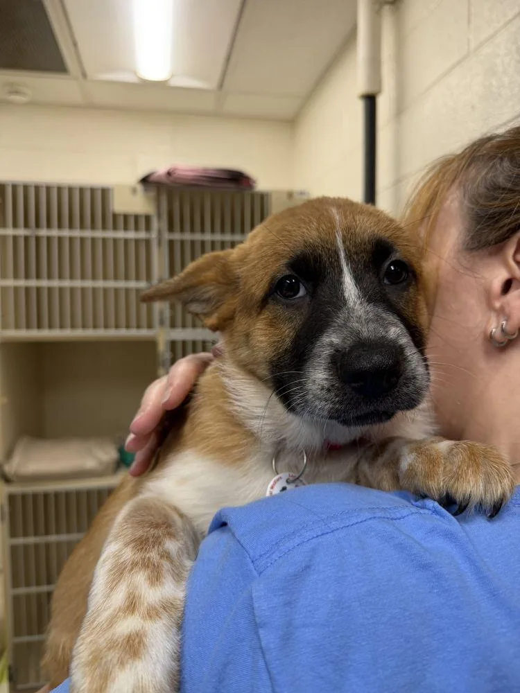 A baby small-sized female Yellow / Tan / Blond / Fawn Mixed Breed dog named Costco for adoption in Alexandria, VA