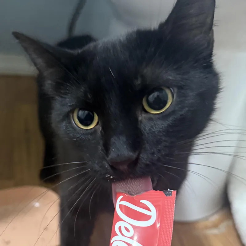 A young medium-sized female Black Domestic Short Hair cat named Petunia for adoption in Medinah, IL