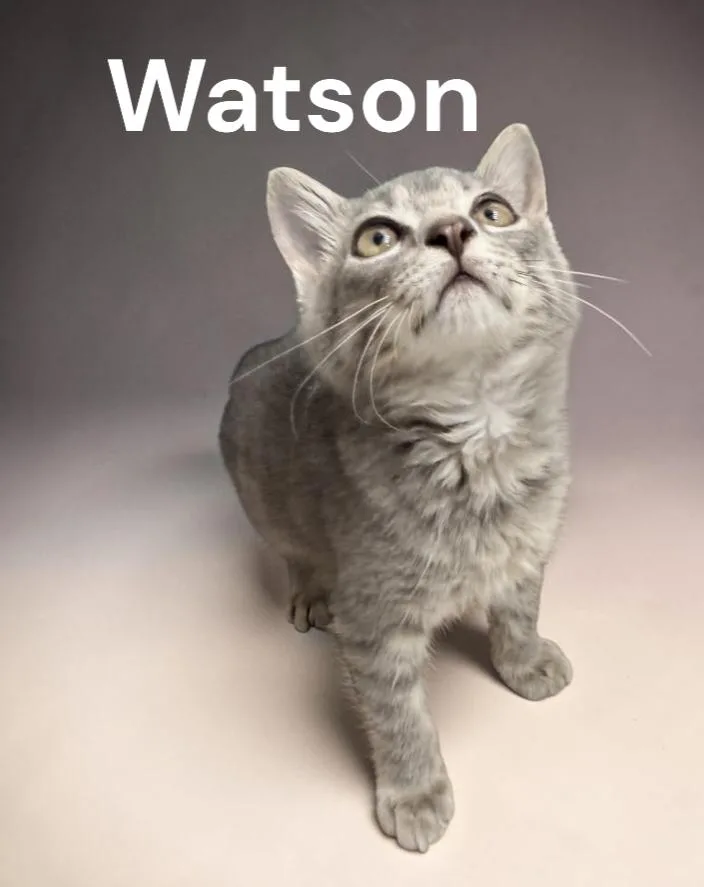 A baby medium-sized male Tabby cat named Watson for adoption in Weems, VA