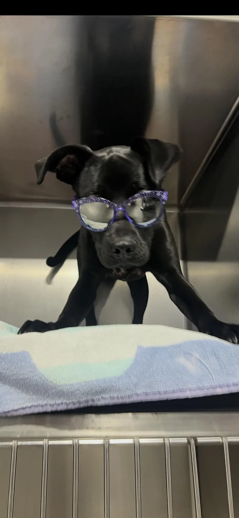 A young medium-sized female Black Labrador Retriever dog named Azul for adoption in Dallas, TX