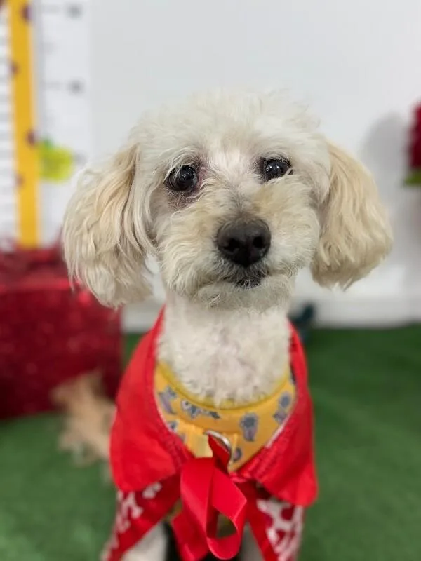 An adult small-sized male Maltipoo dog named Moe for adoption in Carlsbad, CA