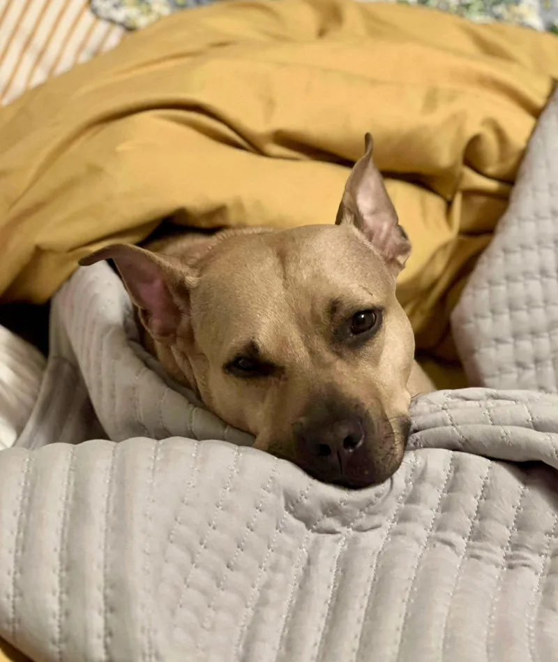 Honey Potato thumbnail 2