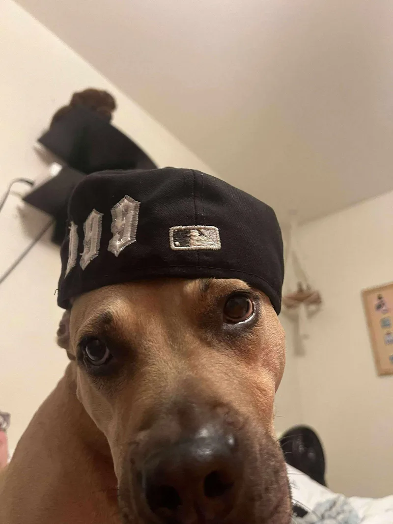 Honey Potato thumbnail 3