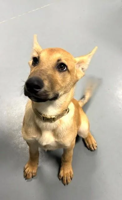 A baby medium-sized male Yellow / Tan / Blond / Fawn Mixed Breed dog named Shamus for adoption in Hawk Point, MO