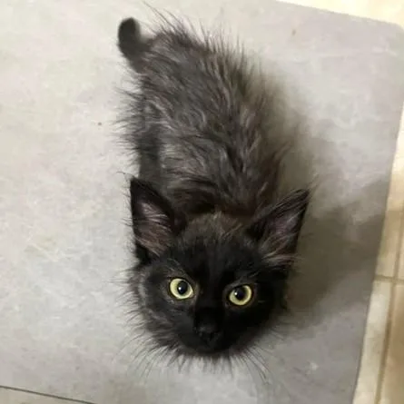 A baby medium-sized male Black Domestic Medium Hair cat named Wolfe for adoption in Smithfield, NC