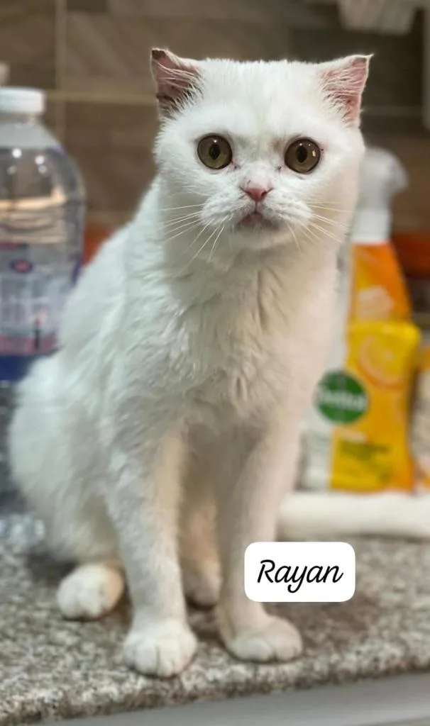 A baby large-sized male Scottish Fold cat named Rayan for adoption in San Jacinto, CA
