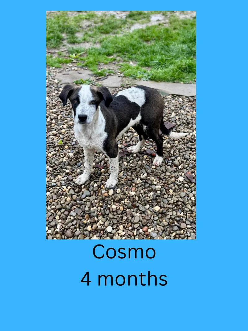 A young medium-sized male Black Mixed Breed dog named Cosmo for adoption in Ravenna, OH