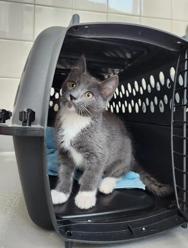A baby small-sized female Domestic Short Hair cat named Delta for adoption in Healdsburg, CA