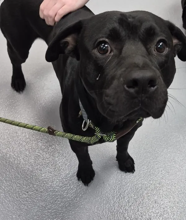 A young large-sized male Labrador Retriever dog named Pen C Marco for adoption in Lawrenceville, GA