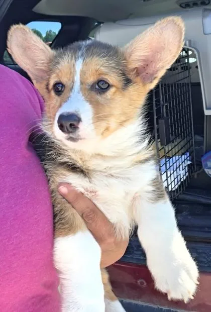 A baby small-sized female Cardigan Welsh Corgi dog named Tootsie for adoption in Malvern, PA
