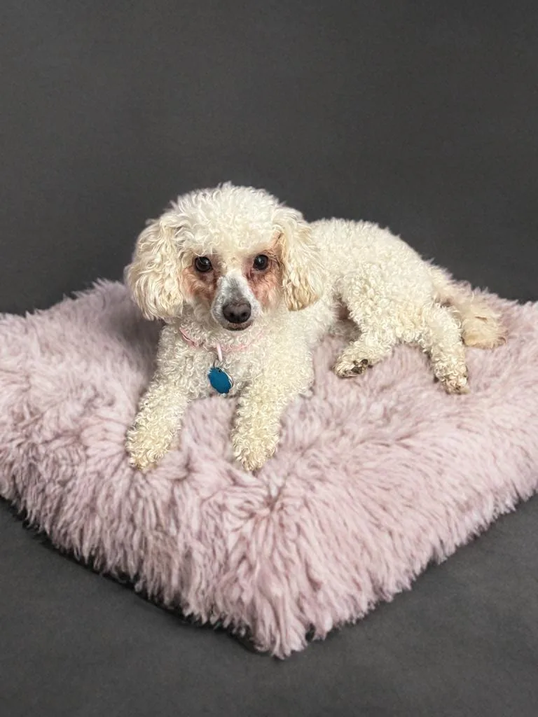 An adult small-sized female Poodle dog named Bonnie for adoption in San Antonio, TX